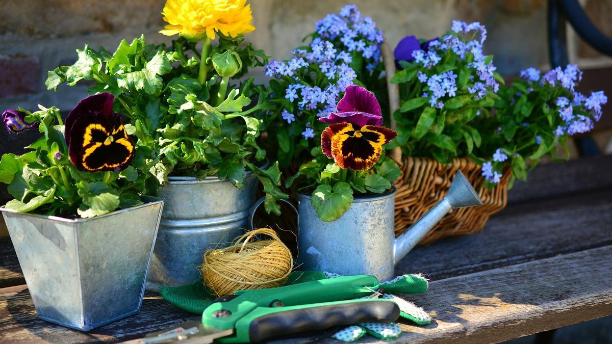 PLANTA NO ME OLVIDES | La planta más romántica que puedes cultivar en casa