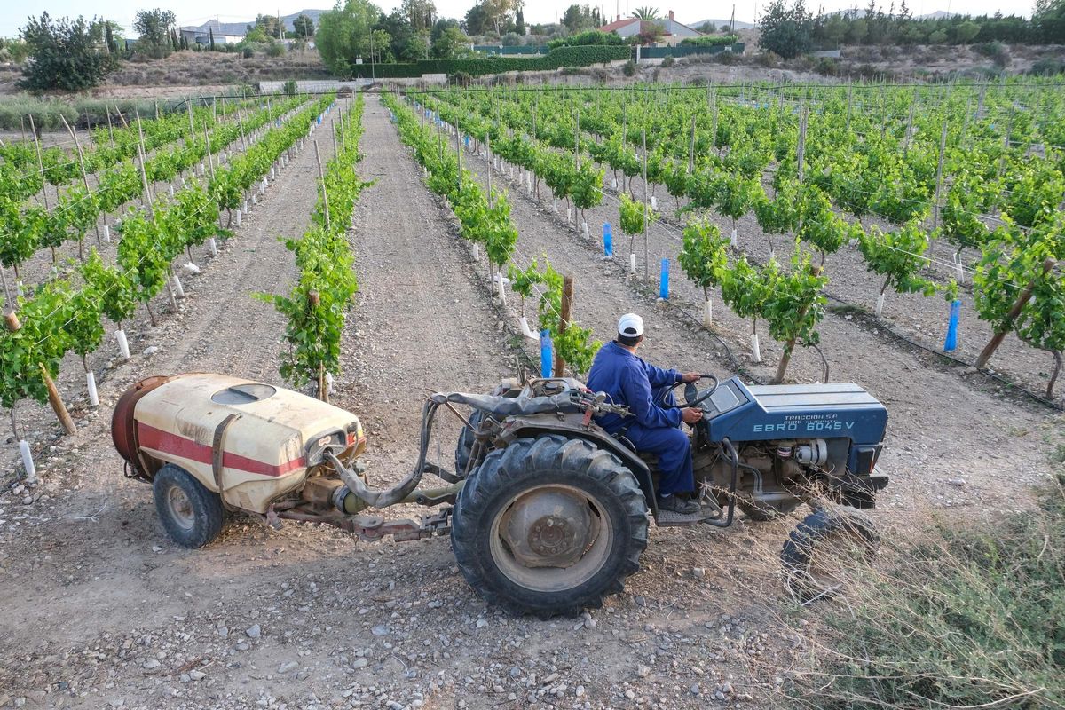 Riego por goteo de viñedos en el Medio Vinalopó, que ya reciben agua del Júcar
