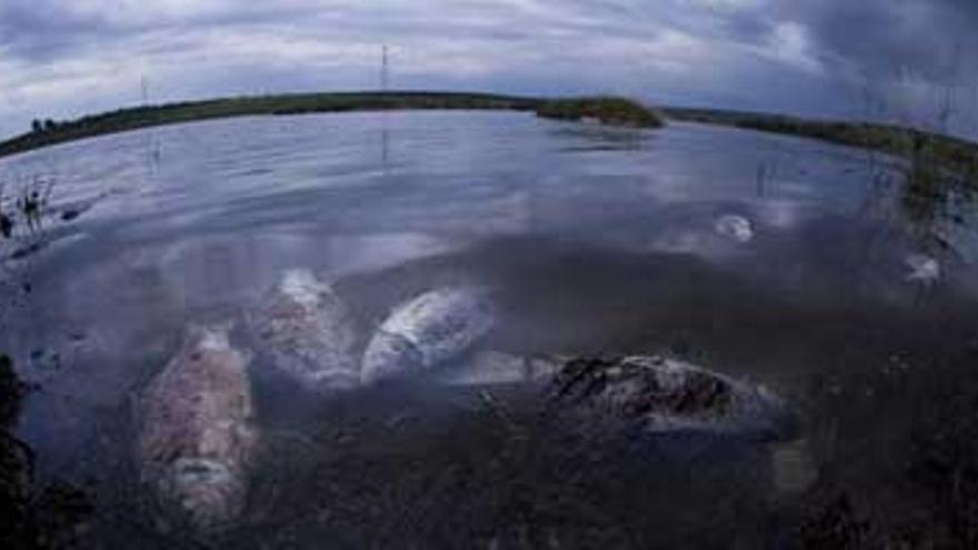 La CHG retira más de 23 toneladas de carpas muertas del pantano de Alange