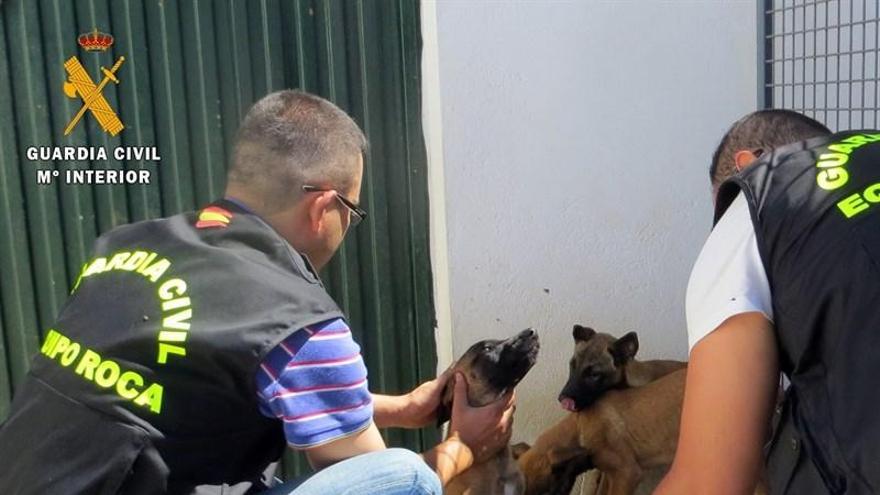 Instruyen diligencias a un hombre de Villafranca por intentar eludir que le investigaran por maltrato animal