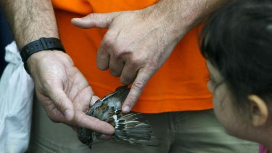 Anillas a modo de &quot;DNI&quot; dan cuenta de la vida y vuelo de las aves madrileñas