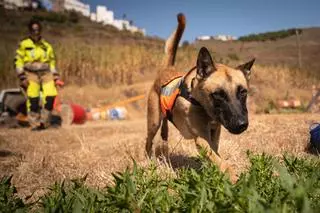 Unidad canina de Protección Civil