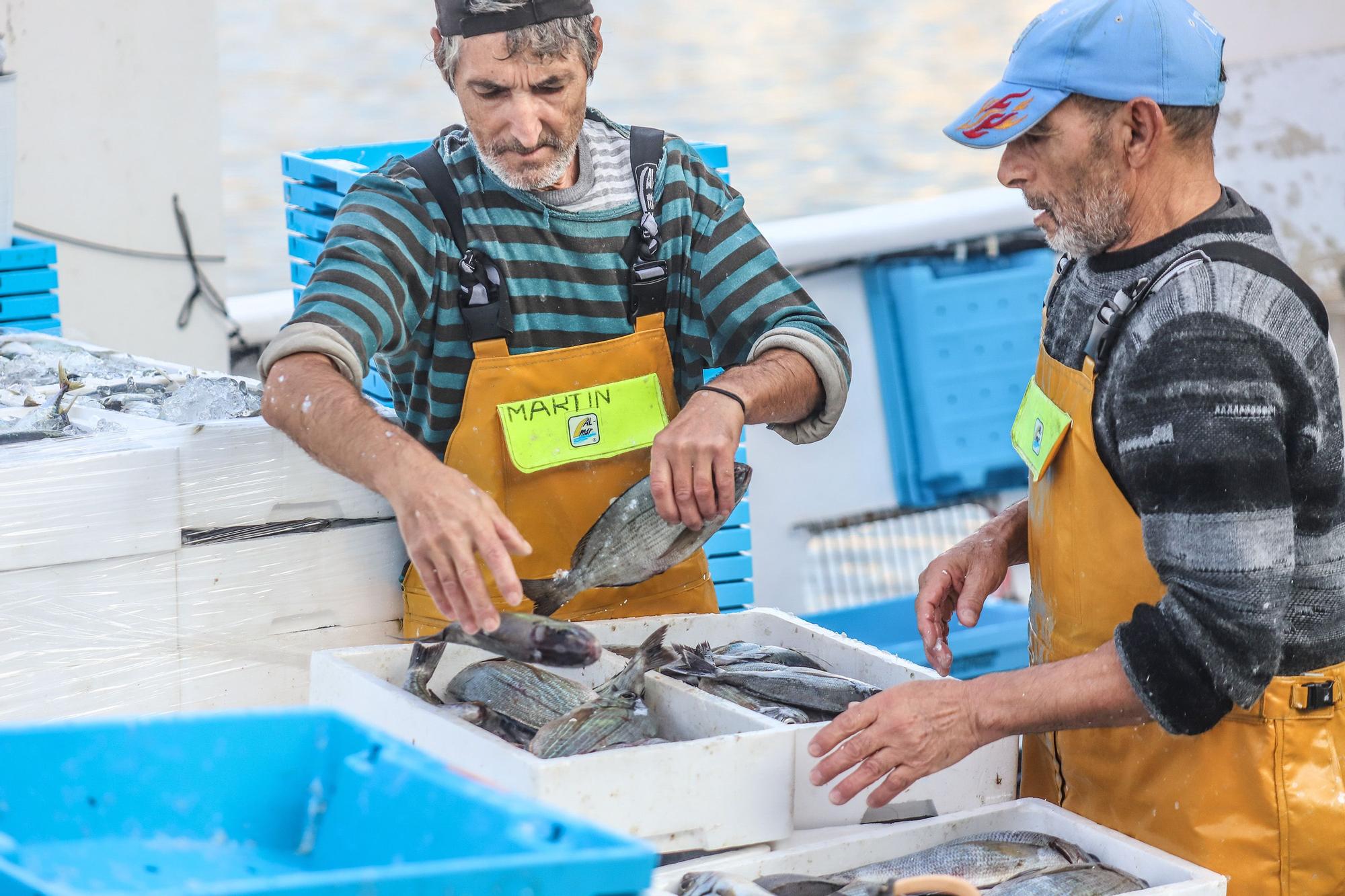 La subasta de la nueva lonja pesquera de Torrevieja se estrena con la venta de 13.000 kilos de boquerón y sardina