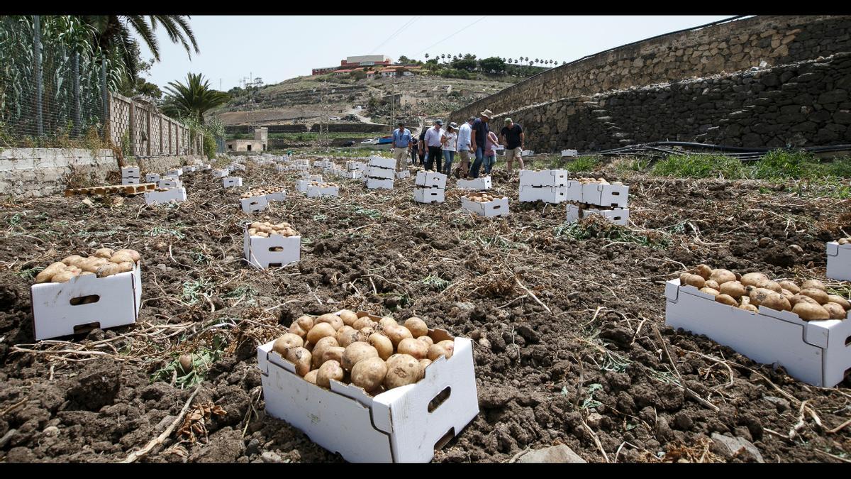 Recogida de papas en una finca del barrio de San Lorenzo, en Las Palmas de Gran Canaria.