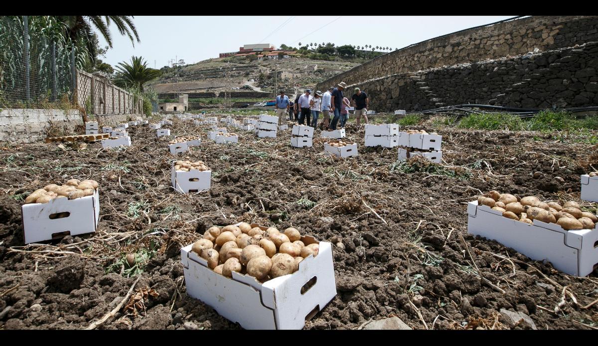 Recogida de papas en una finca del barrio de San Lorenzo, en Las Palmas de Gran Canaria.