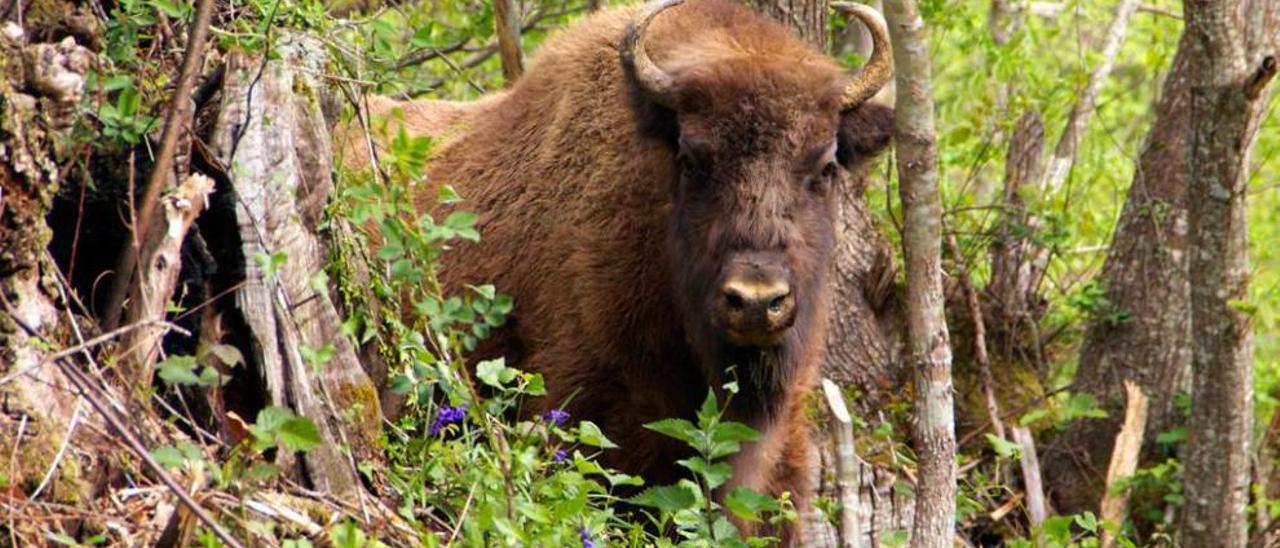 Un bisonte europeo como los que se prevé tener en Caleao.