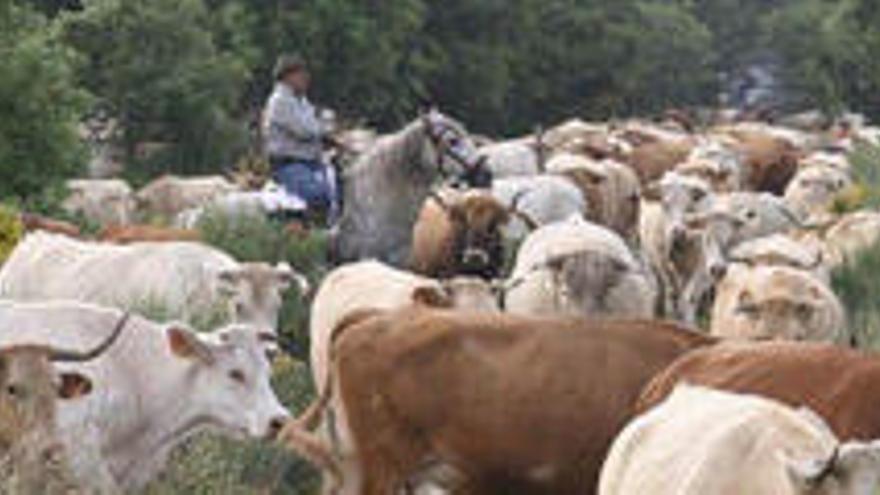 Cabezas de ganado de la explotación de los hermanos de Asturianos detenidos por la Guardia Civil.