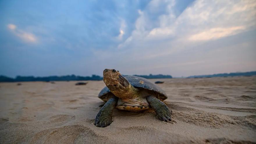 Espectáculo natural: 70.000 tortugas de río se dan cita para desovar en Bolivia