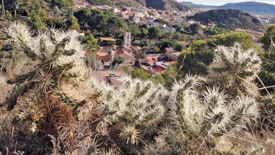 Una imagen de uno de los grandes cactus que coronan la sierra de Orihuela y que son un peligro para excursionistas y montañeros.