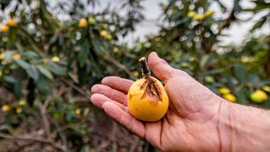 Las intensas lluvias echan a perder el 25% de la cosecha de nísperos en la Marina Baixa