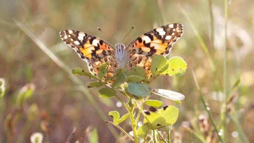 Una mariposa realiza una migración de 4.000 kilómetros entre Europa y África