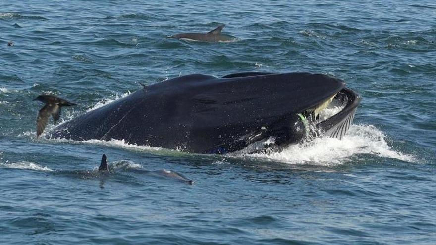 Una ballena se zampa a un buzo y lo escupe vivo