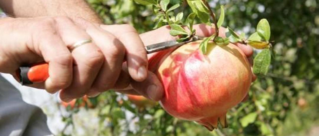 La granada mollar de Elche se caracteriza por su dulzor particular y la carencia de pepitas