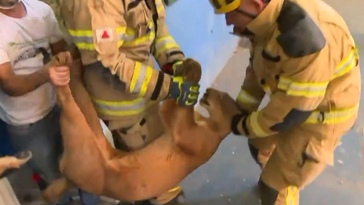 Momento en el que los servicios de emergencias sacan al puma, sedado, de los lavabos de una escuela en Nova Lima (Brasil), el pasado día 21