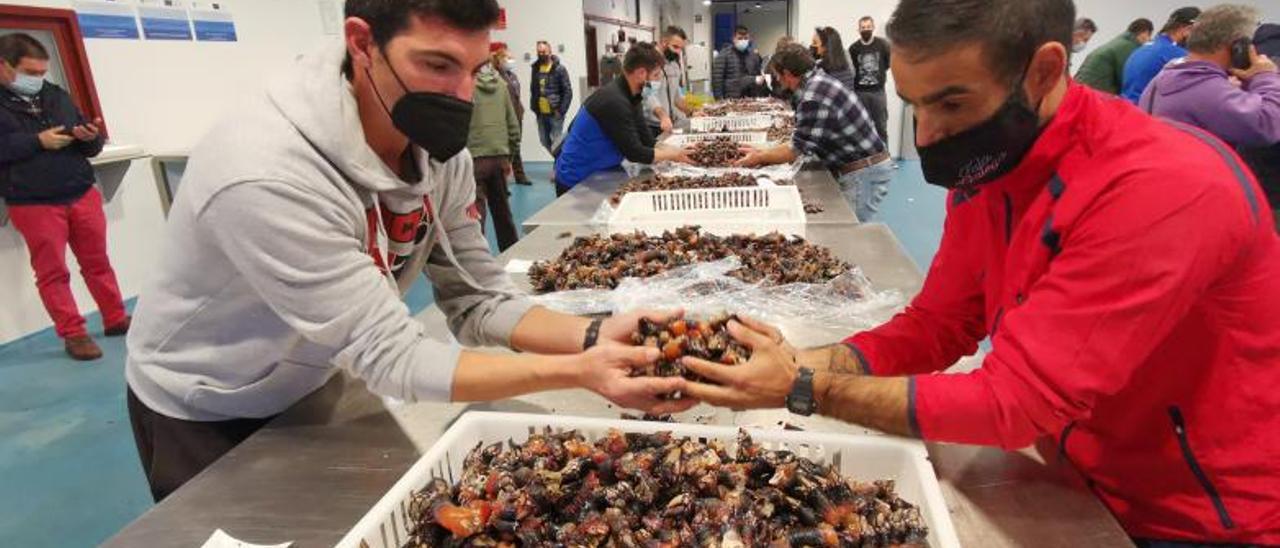 Dos percebeiros retiran de la mesa de subasta uno de los lotes que se vendió a 250 euros/kilo.   | // S.Á.