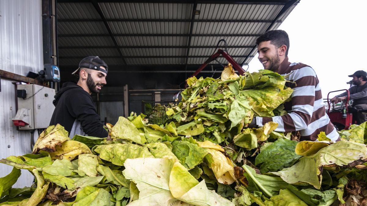 Recogida de hoja de tabaco en una cooperativa de Talayuela.