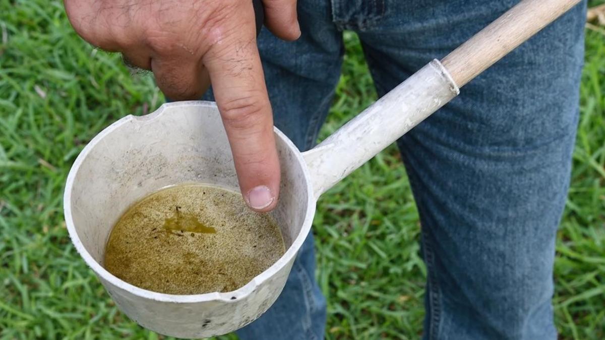 Un trabajador sanitario muestra larvas del mosquito Aedes aegypti en una casa de Florida.