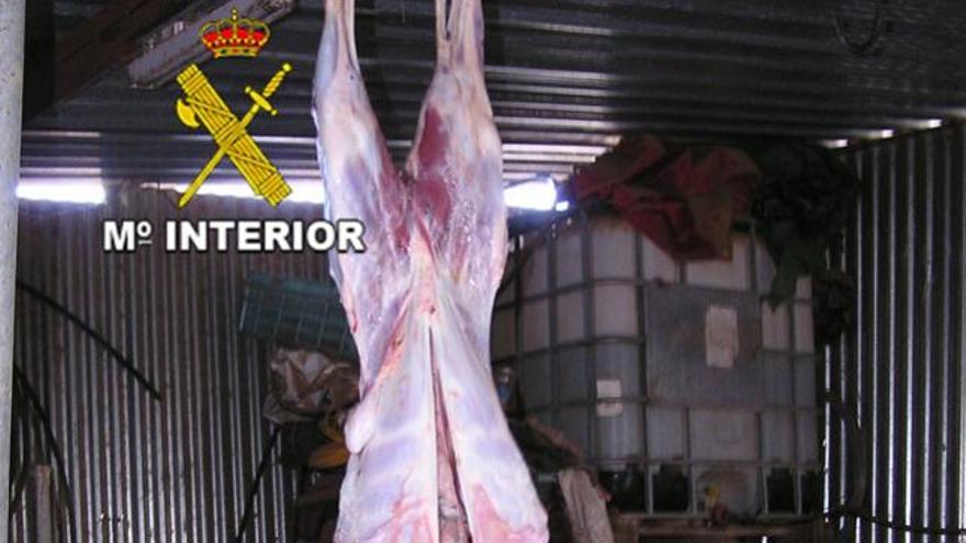 Sacrificio ilegal de corderos en una granja el Sur