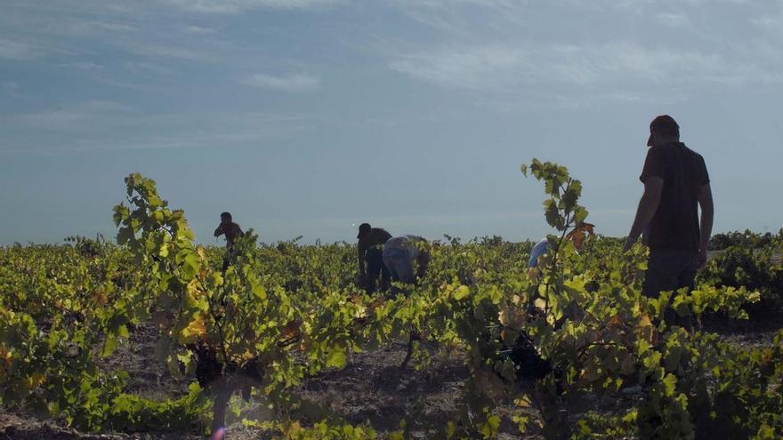 Vendimiadores recolectan uva en un viñedo de la Denominación de Origen Toro. | Cedida