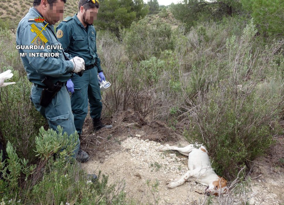 Investigadas 5 personas por usar cebos envenenados en la Sierra de la Pila