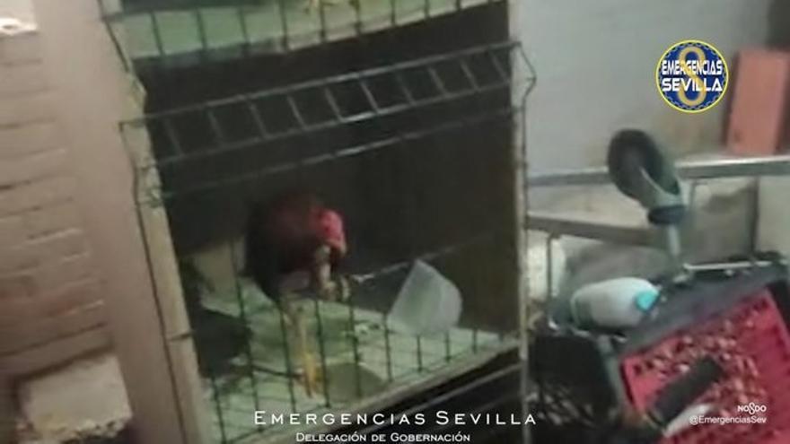 Identificado un criadero de gallos de pelea con 19 animales en malas condiciones