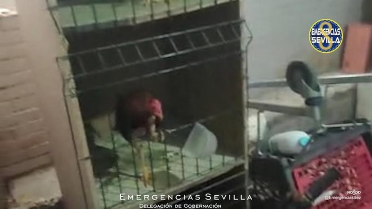 Identificado en Sevilla con un criadero de gallos de pelea en el Polígono Sur con 19 animales en malas condiciones.