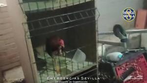 Identificado en Sevilla con un criadero de gallos de pelea en el Polígono Sur con 19 animales en malas condiciones