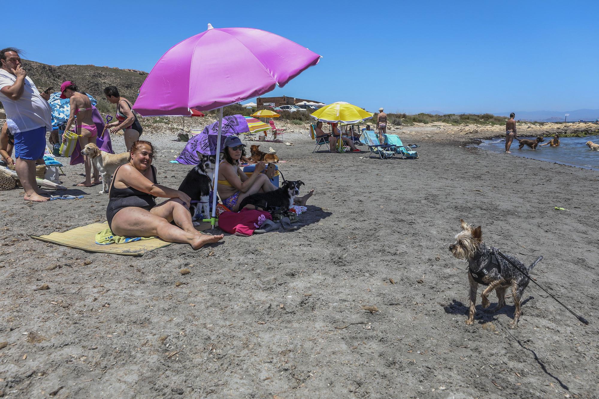 Cala dels gossets de Santa Pola: una playa con instinto animal