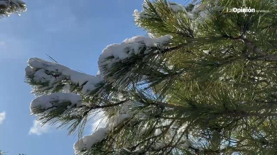 Vídeo | Nieve en la zona de Puerto Alto de Cañada de la Cruz en Moratalla