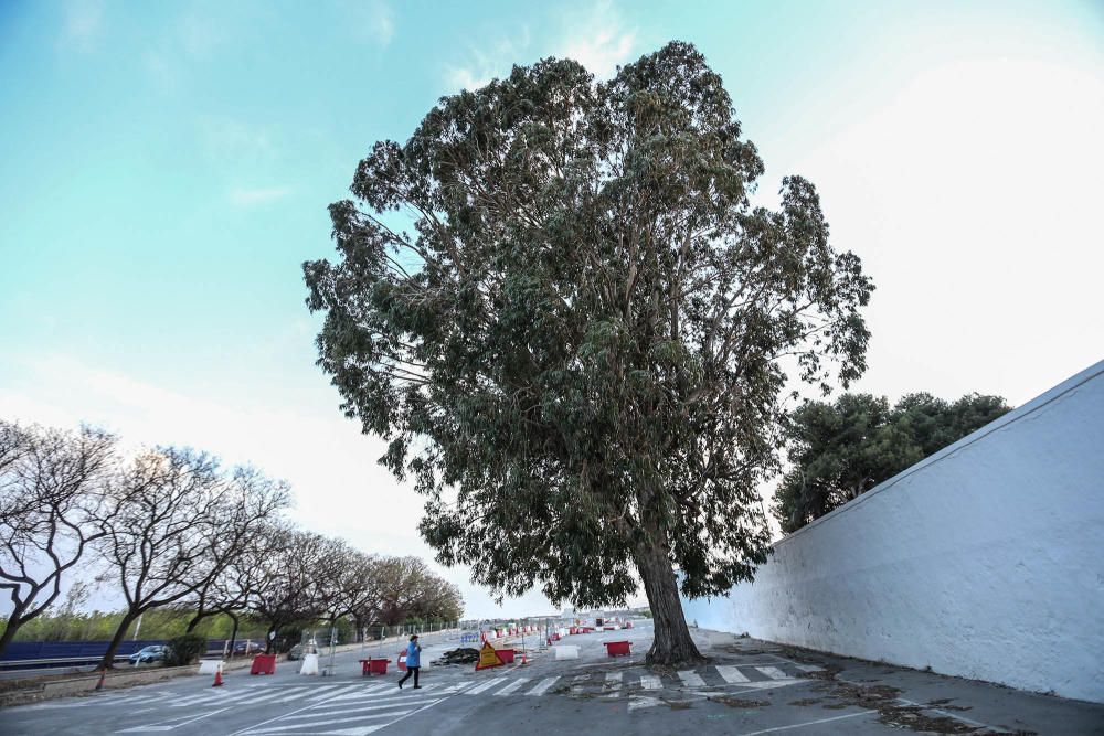 Torrevieja intenta paralizar la tala de sus árboles centenarios en el cementerio