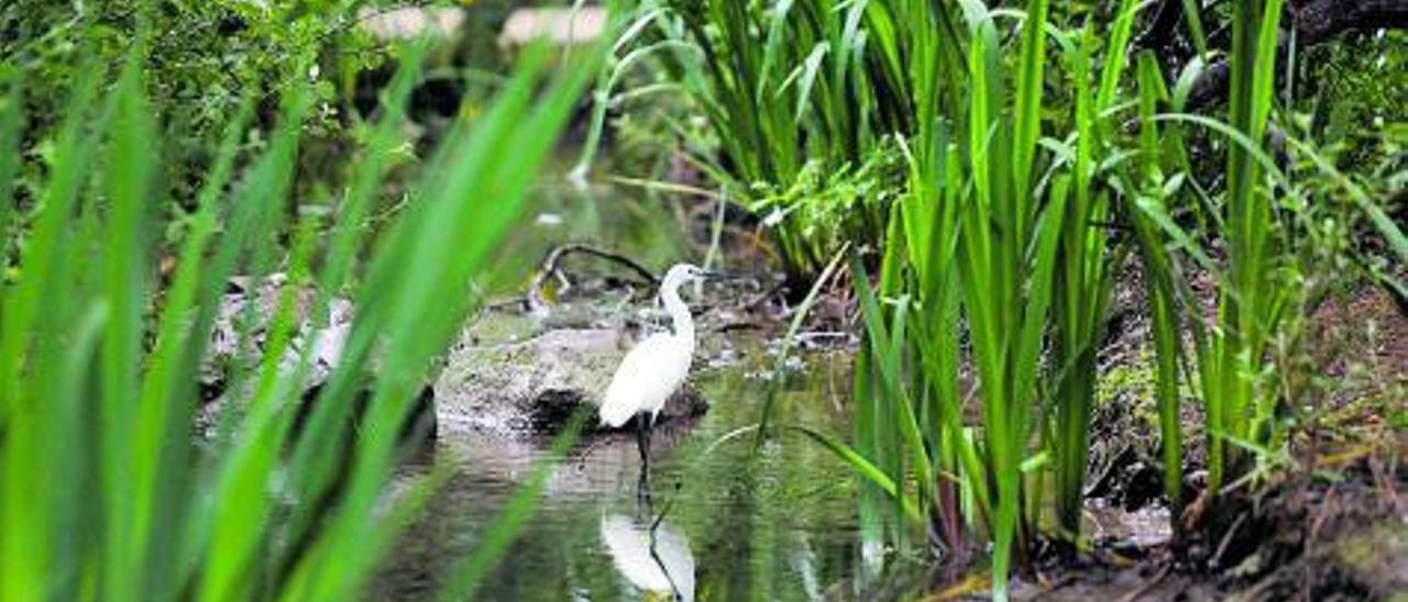 Un espacio para descansar y una de las 
aves habituales en este parque. | M.A. MONTESINOS