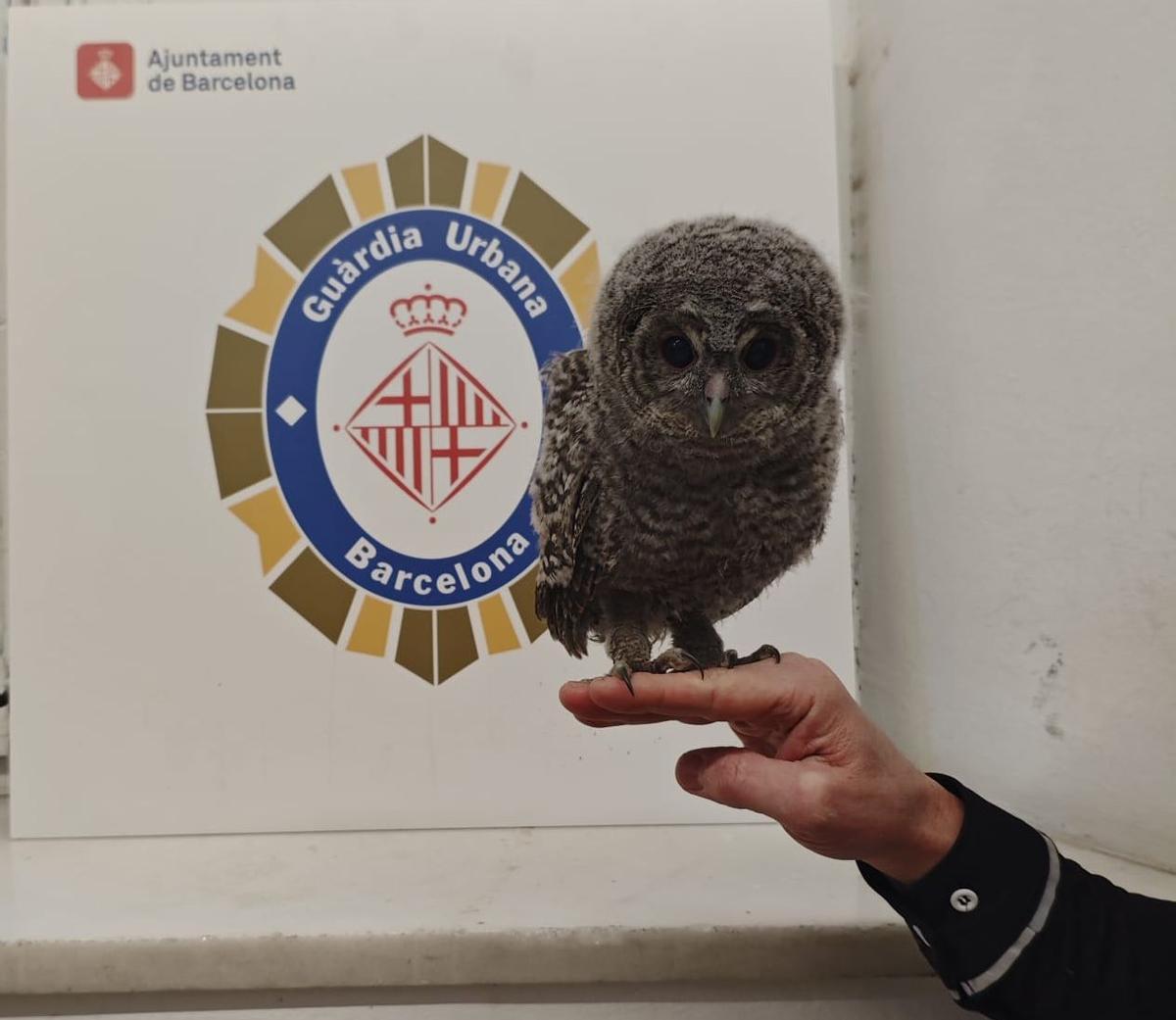 Imagen del cárabo rescatado por la Guardia Urbana de Barcelona
