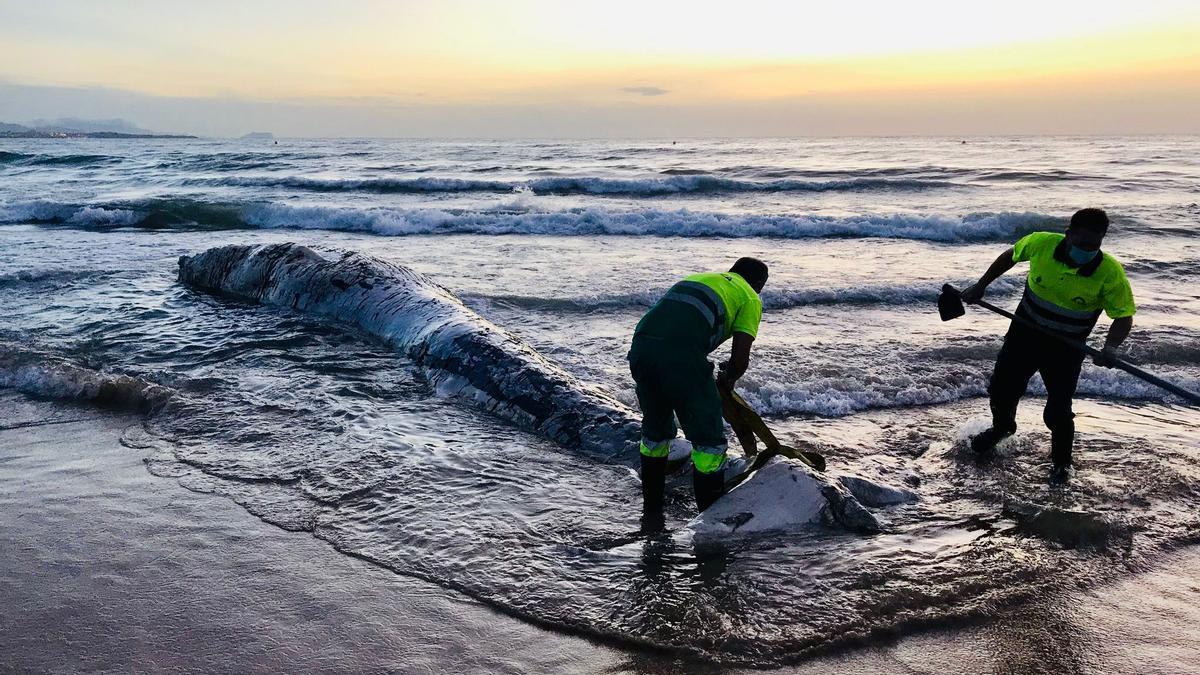 La ballena encontrada en la playa de El Altet, todavía en el mar