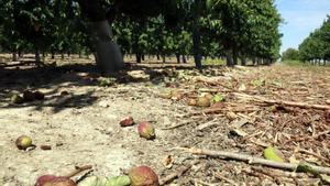 Nectarinas en el suelo en una finca de Castelldans.