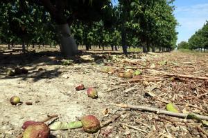 El canal d’Urgell realitzarà al juny el primer reg de supervivència dels fruiters