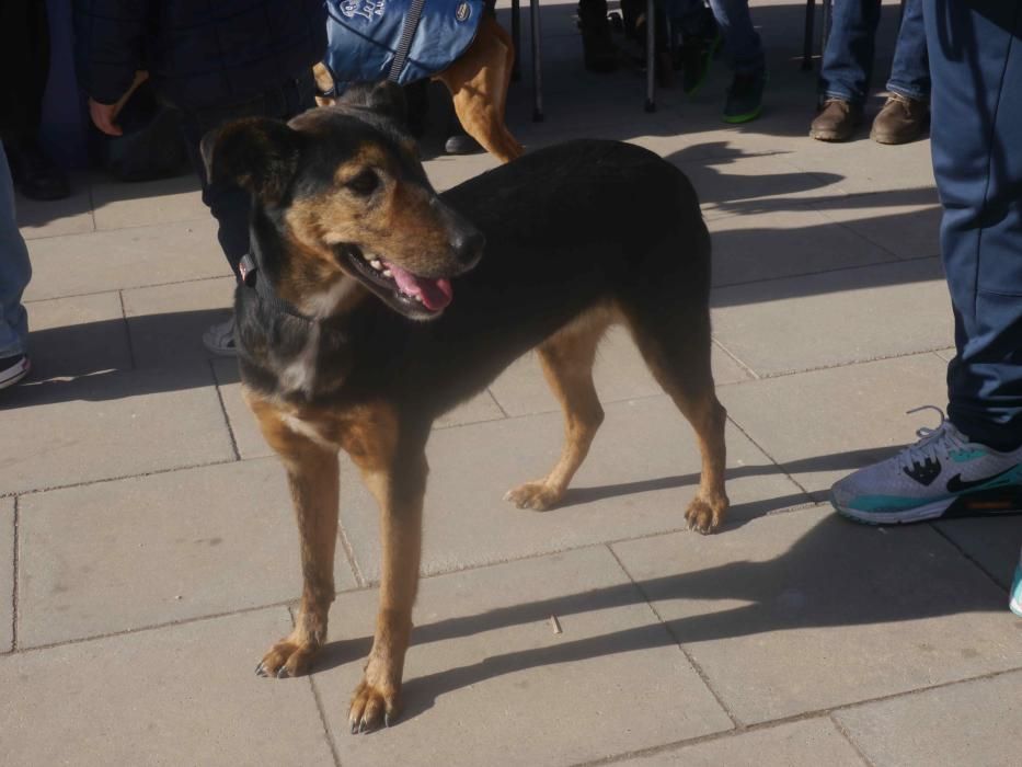 Jornada de adopción de perros en el Bioparc