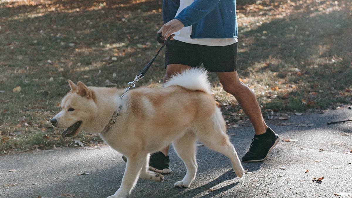 mujer caminando su perro pasarela parque