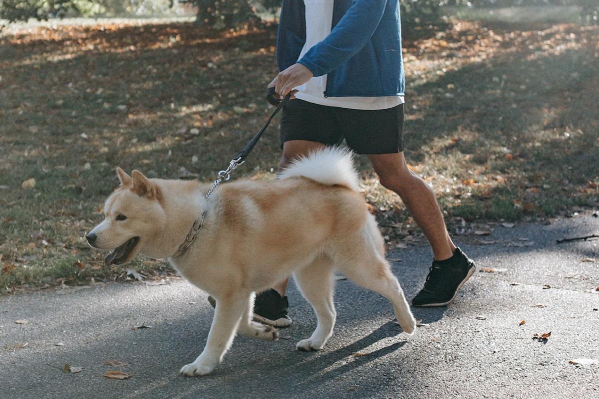 mujer caminando su perro pasarela parque