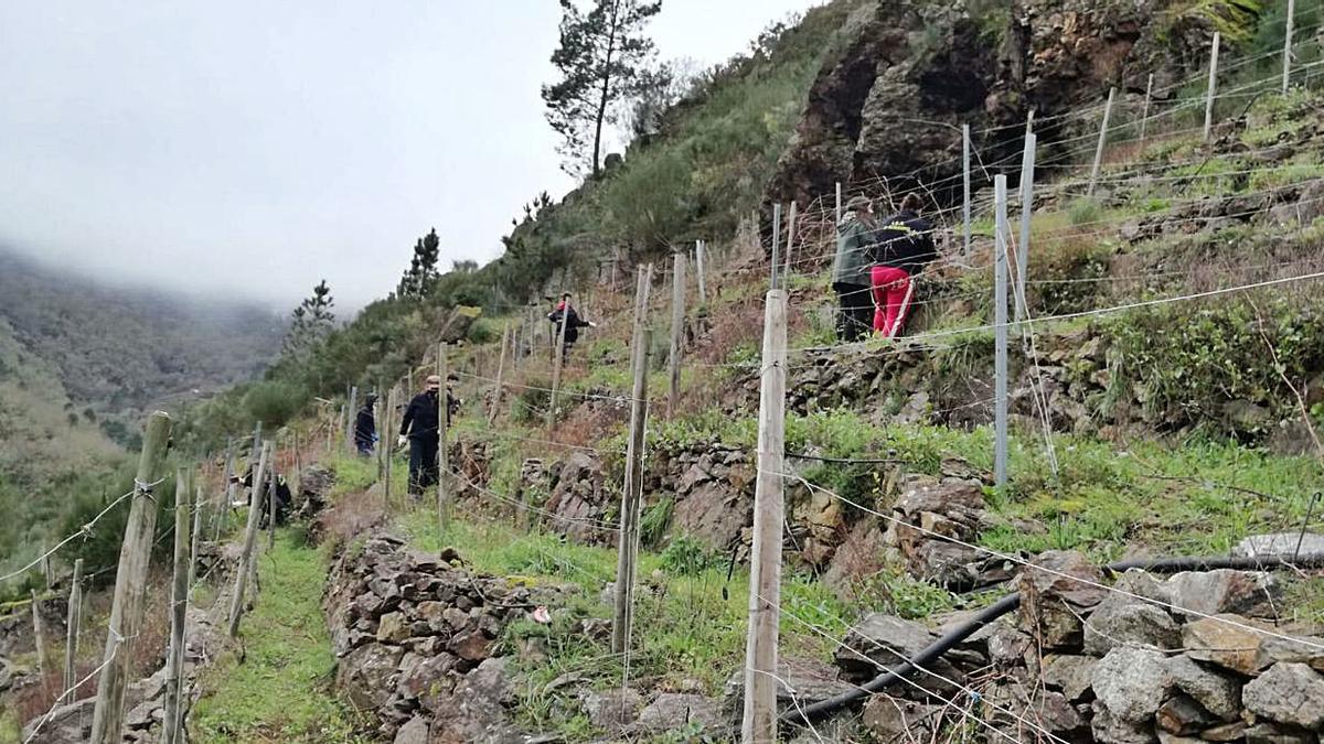 Practicando la poda en el corazón de la Ribeira Sacra | FDV