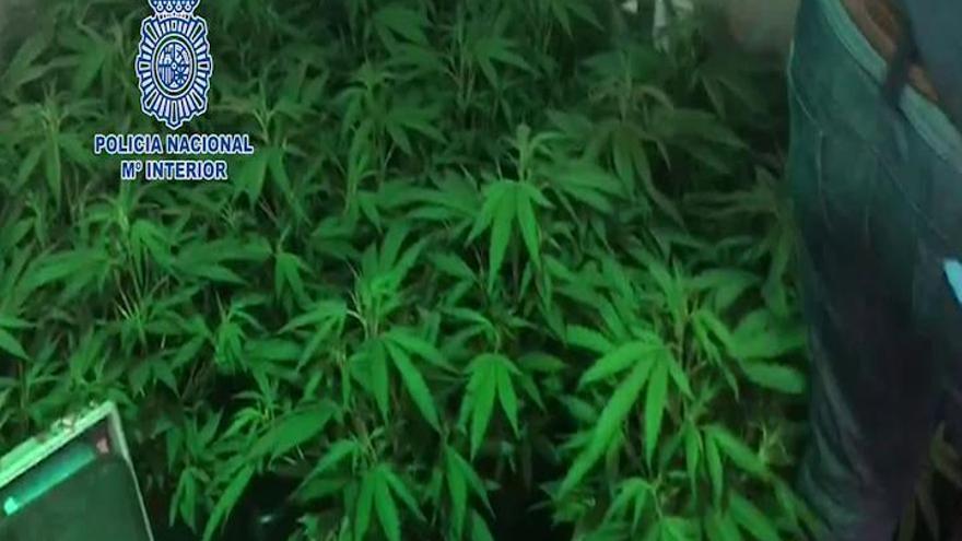 Dos detenidos por cultivar marihuana en una vivienda de La Mosca