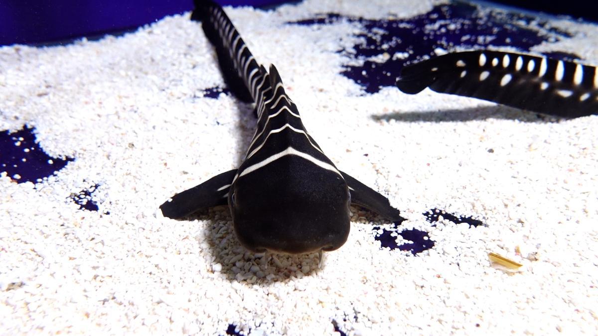 Imágenes de las 3 crías de tiburón cebra, especie en peligro de extinción