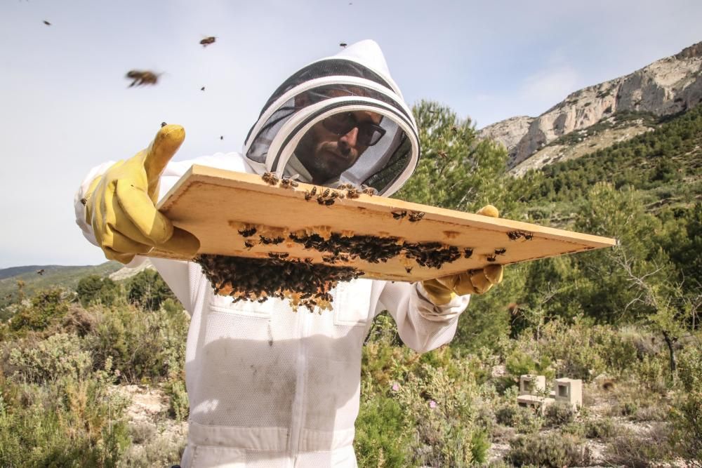 La fumigación contra la Xylella acaba con el 30% de los panales de abejas de la provincia de Alicante.