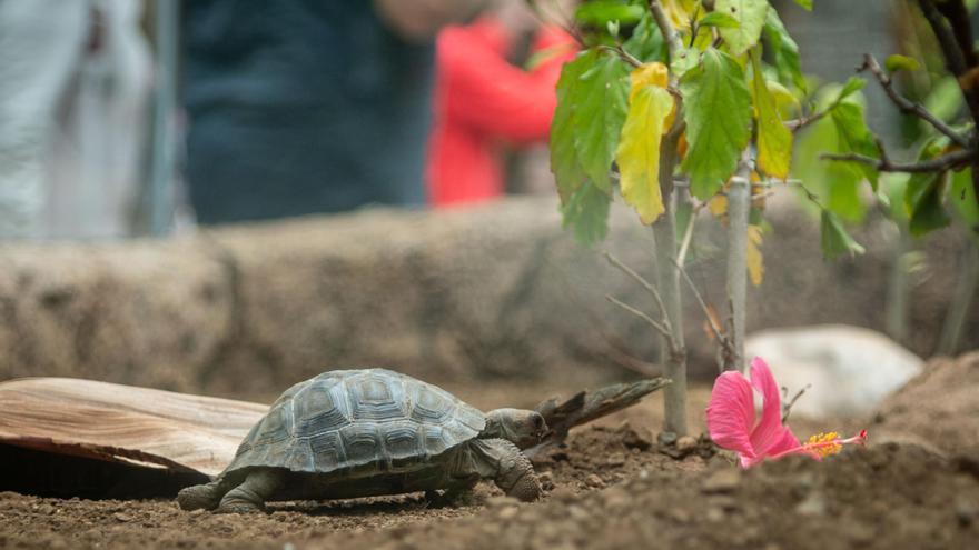 Nuevos habitantes de Loro Parque en Tenerife: los visitantes ya pueden ver a las siete tortugas de Galápagos nacidas en el zoo