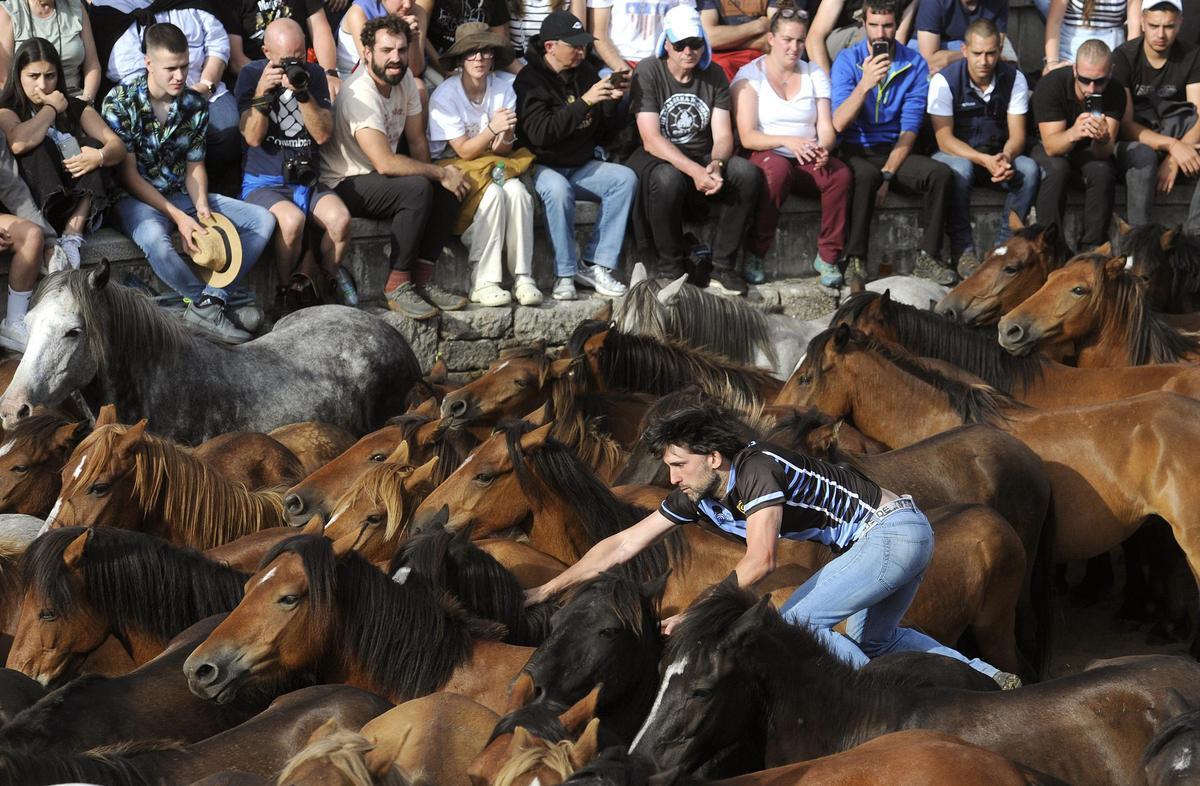 Pistoletazo de salida a la Rapa de Sabucedo 2024
