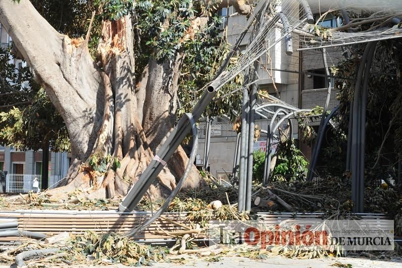 El día después de la caída de la rama del ficus de