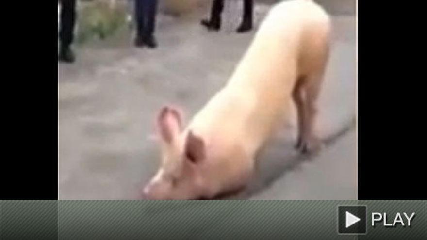 Un cerdo escapa de una granja para arrodillarse en un templo