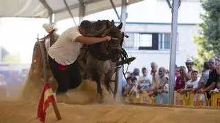 Animalistas solicitan a Xàtiva suspender el tiro y arrastre para "garantizar el bienestar equino ante las olas de calor extremo"