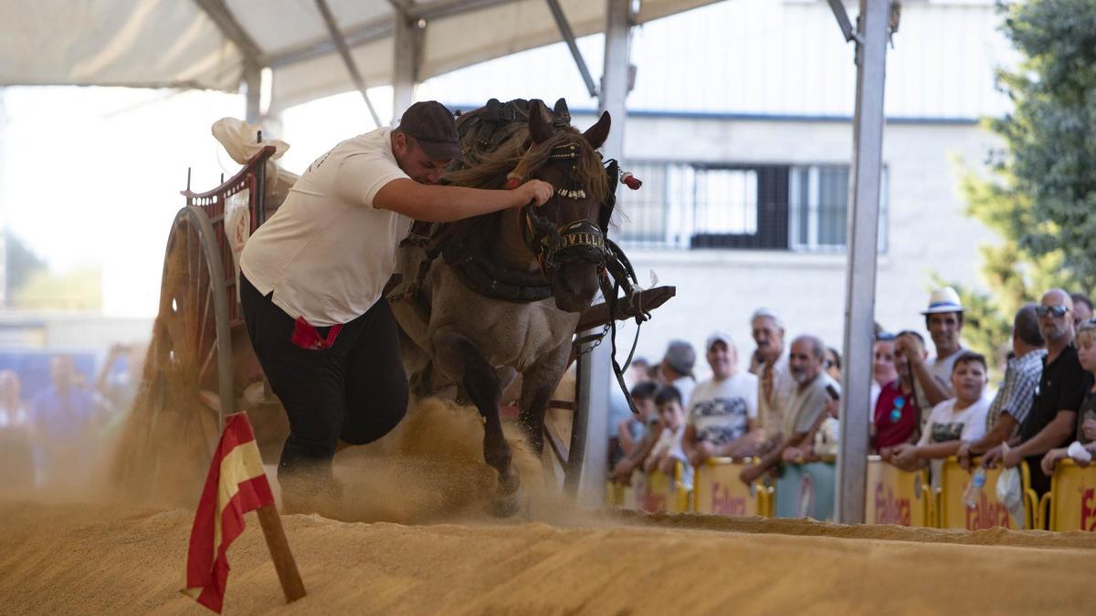 Animal rights activists call on Xàtiva to suspend towing and hauling ‘to ensure horses’ health in face of extreme heatwaves’