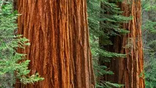 Los microbios en la corteza de los árboles, nuevos aliados contra el cambio climático