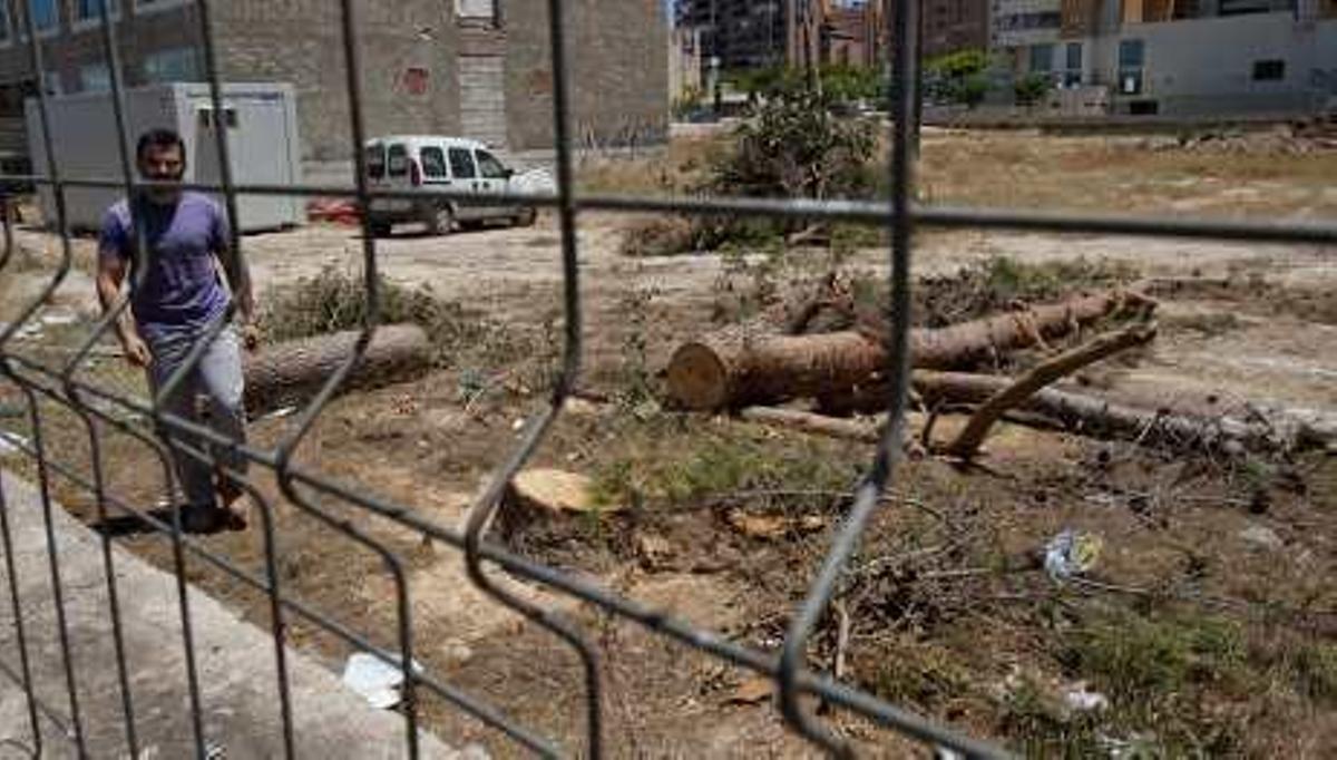 Denuncian la tala de pinos y cipreses centenarios